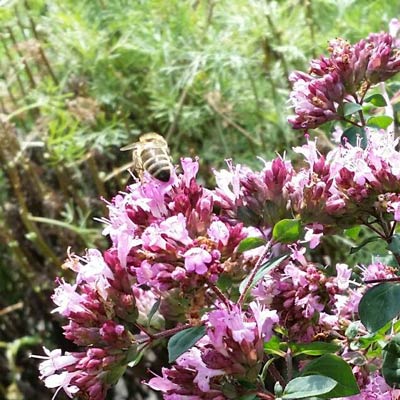 Rosencreme auf Himbeerspiegel