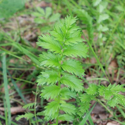 Rosenblüten-Himbeertorte