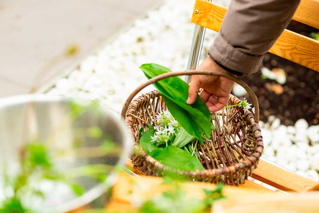 Sibylle Hasler, Workshops und Kräuterführungen & -wanderungen durch die Natur