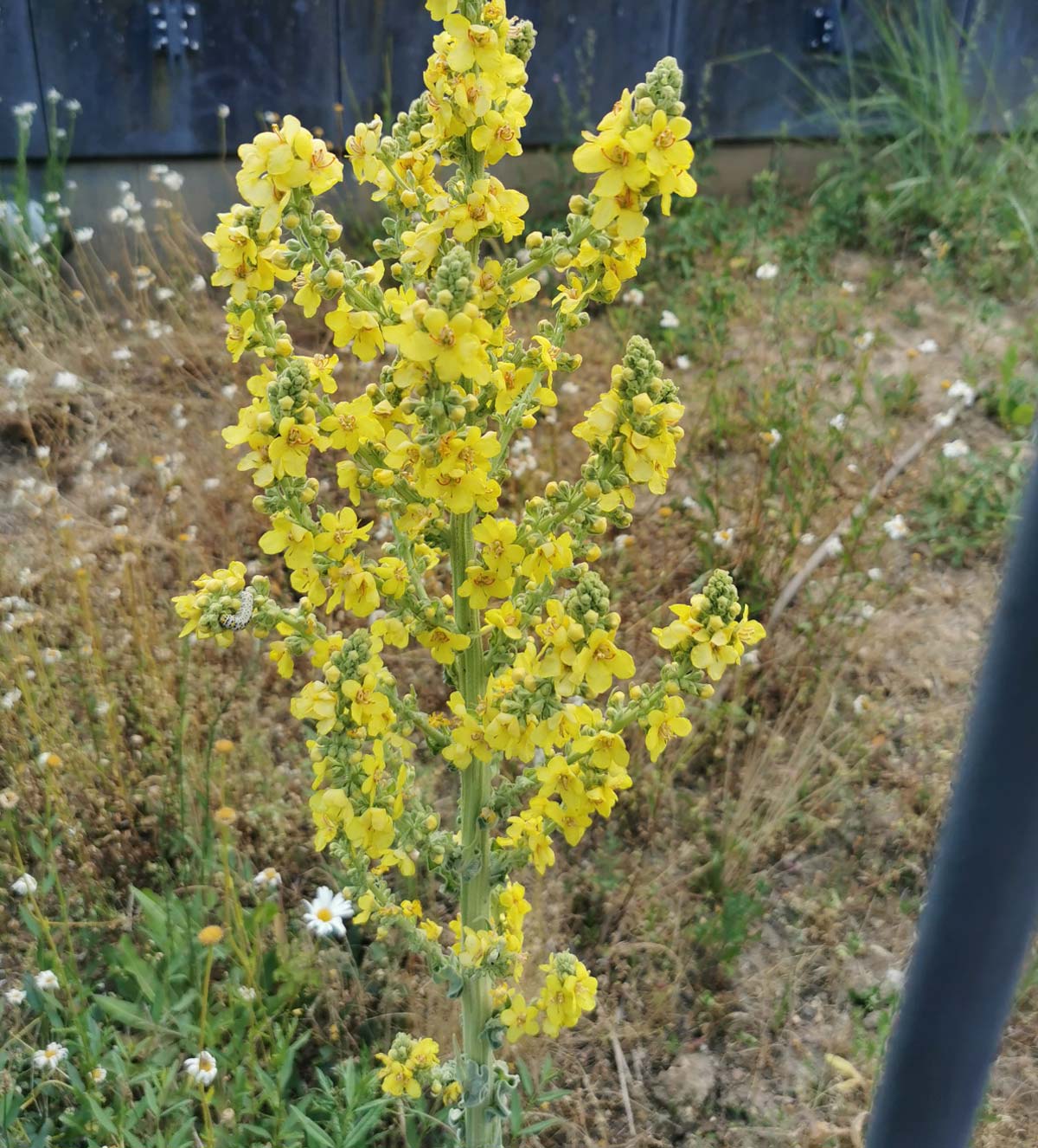 Rosenblüten-Himbeertorte